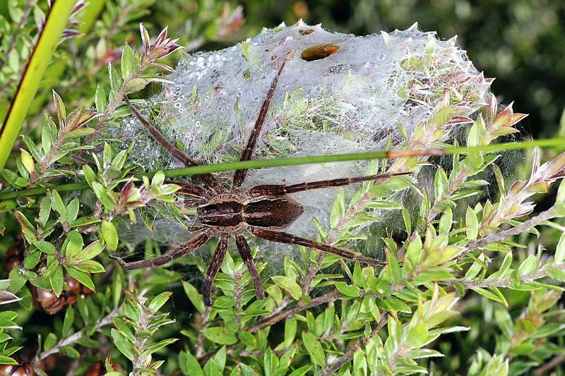Dolomedes_minor_F2324_Z_87_Cape Reinga_Nieuw-Zeeland.jpg